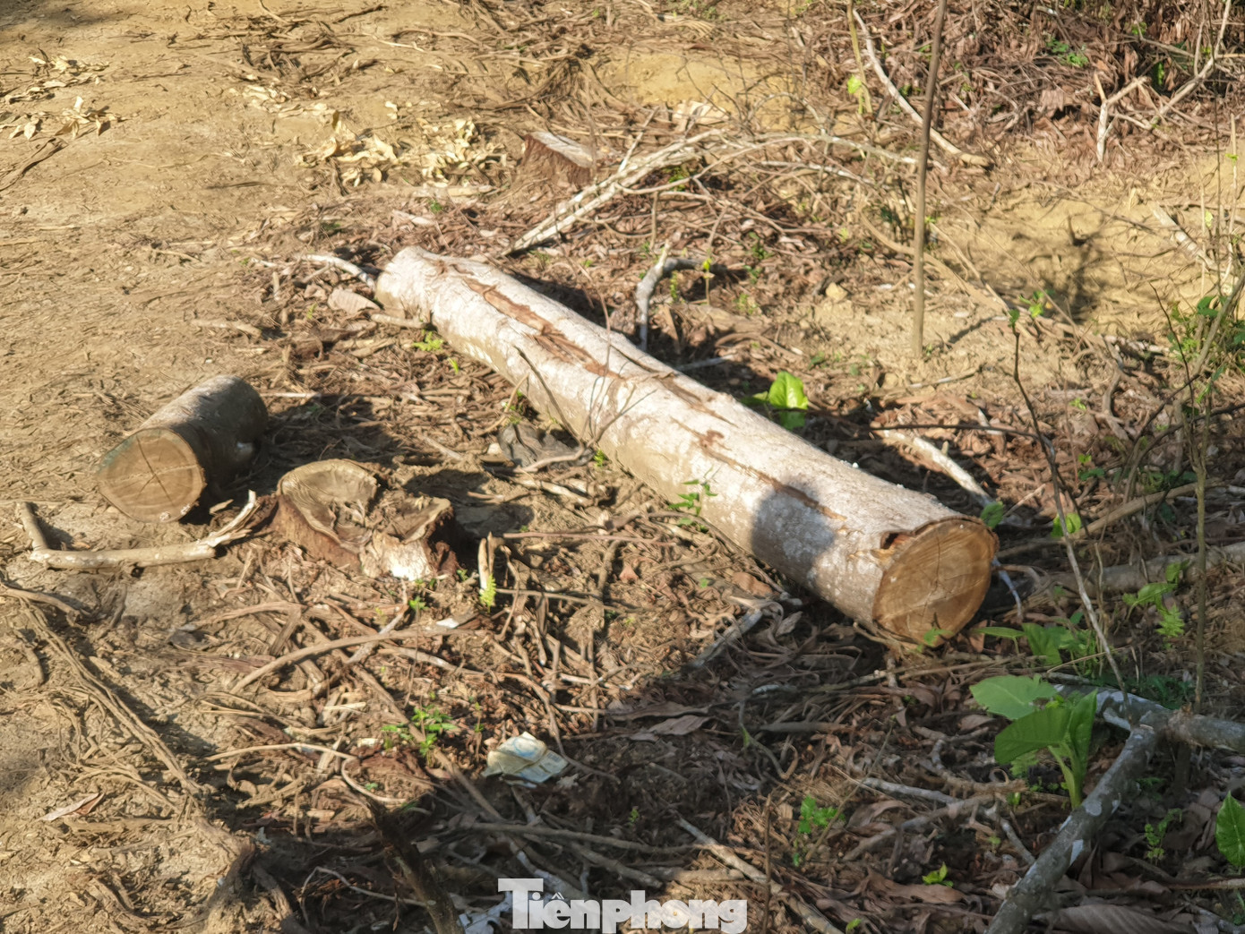 Cận cảnh khu rừng phòng hộ bị bán trái phép ảnh 7