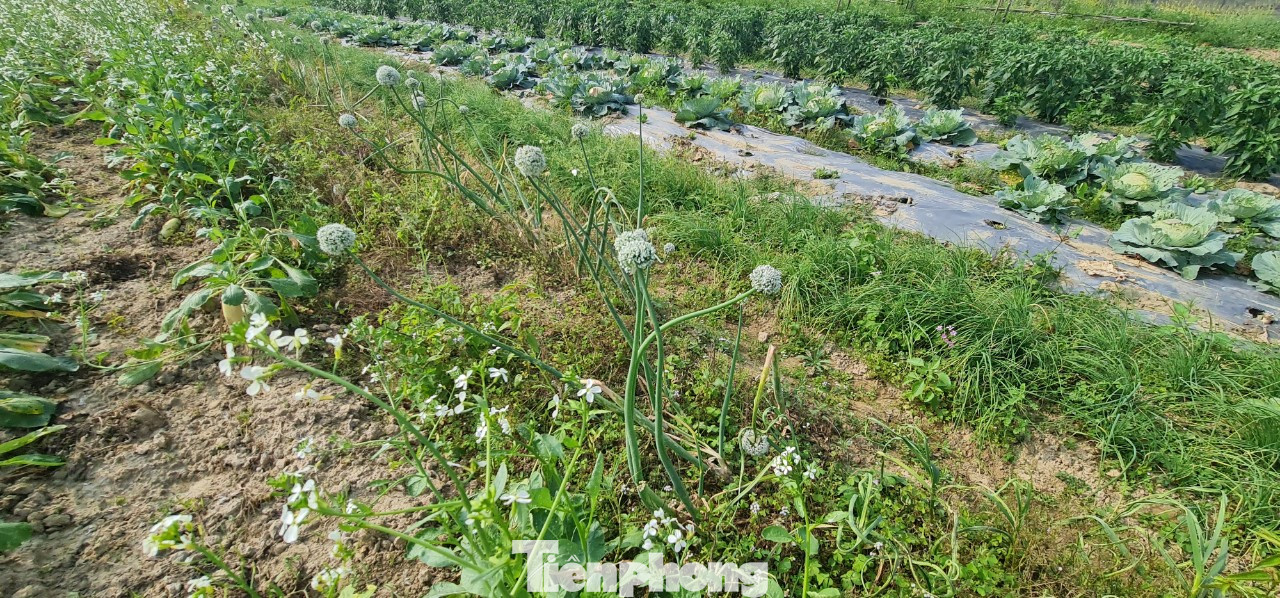 Rau ế ẩm, nông dân ngấn lệ đào bỏ làm thức ăn cho gia súc ảnh 13