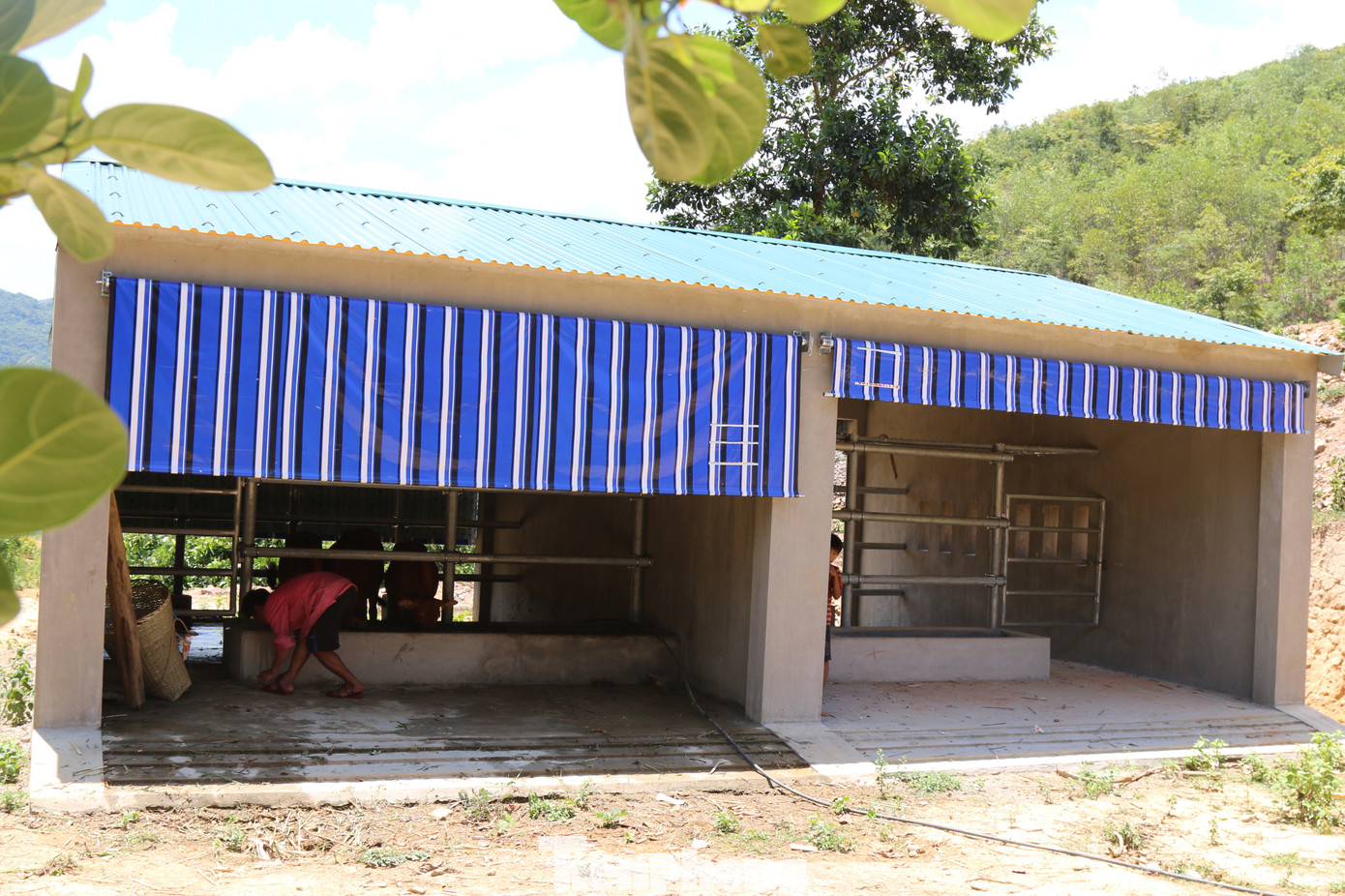 Chi tiết kỹ thuật và đơn giá của 67 chuồng bò 'hạng sang' tại Nghệ An ảnh 3