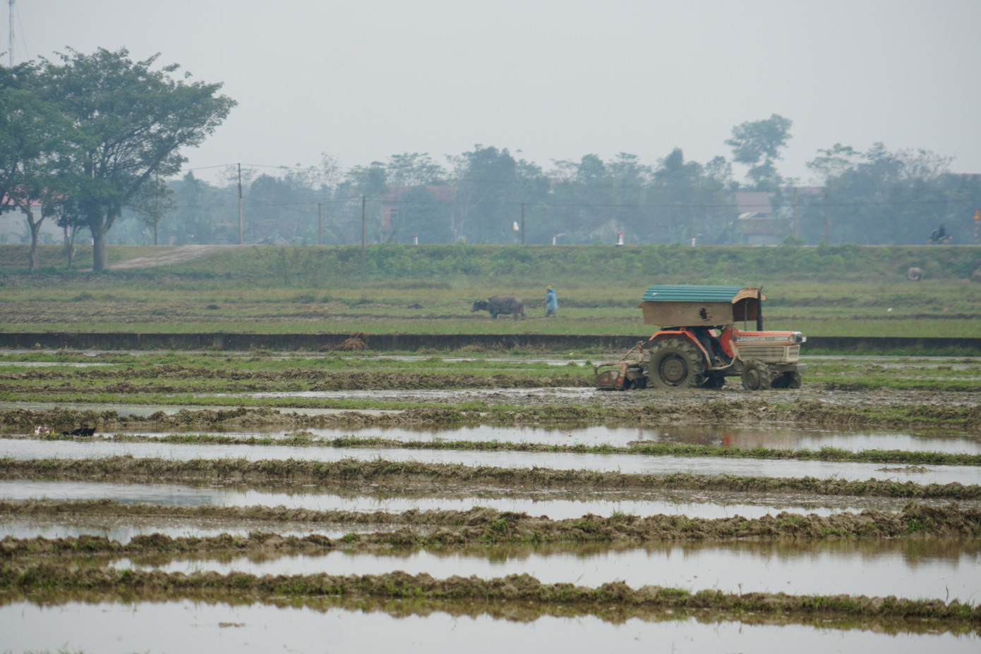 Người dân xuống ruộng làm mùa giữa trời rét 'cắt da, cắt thịt' ảnh 6
