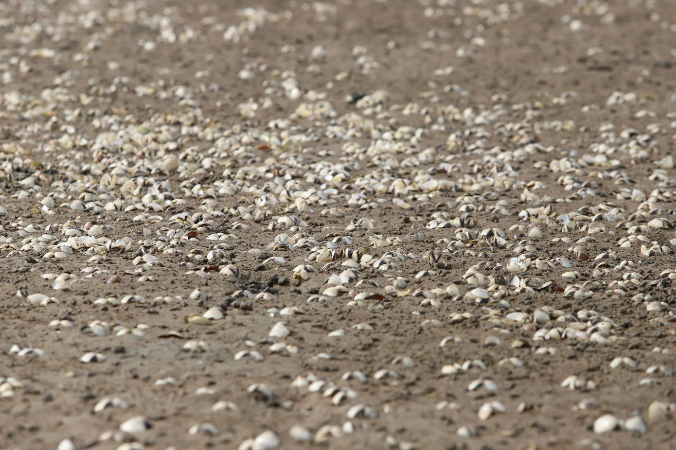 Người dân Hà Tĩnh lao đao vì ngao chết trắng đầm ảnh 1