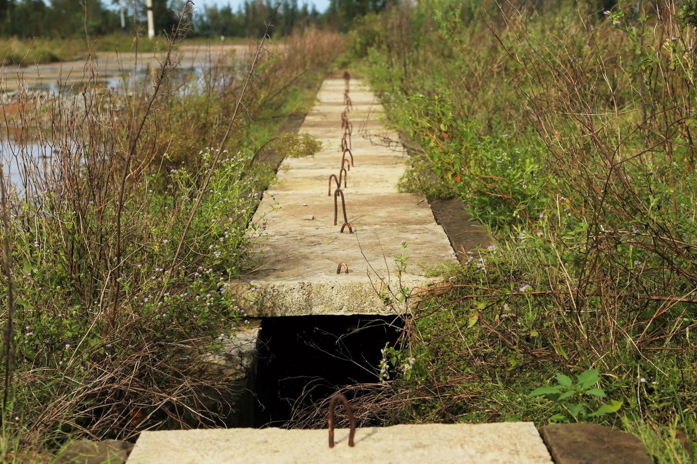 Nhếch nhác tượng đài hơn 40 tỷ bỏ hoang thành nơi chăn thả bò ảnh 9