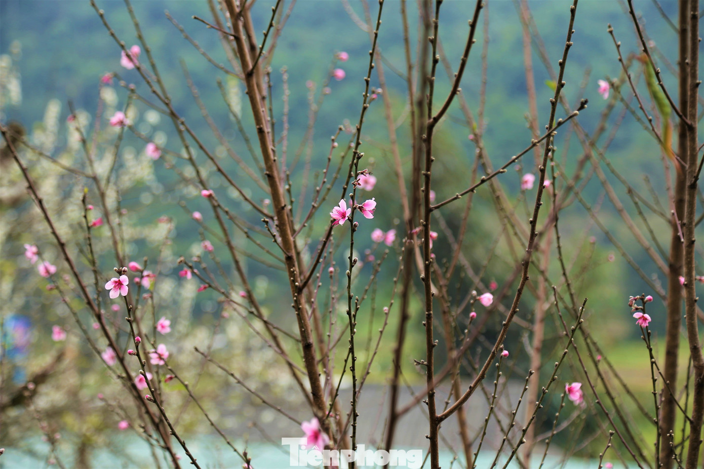 Ngắm hoa đào khoe sắc trên 'cổng trời' mù sương ảnh 4