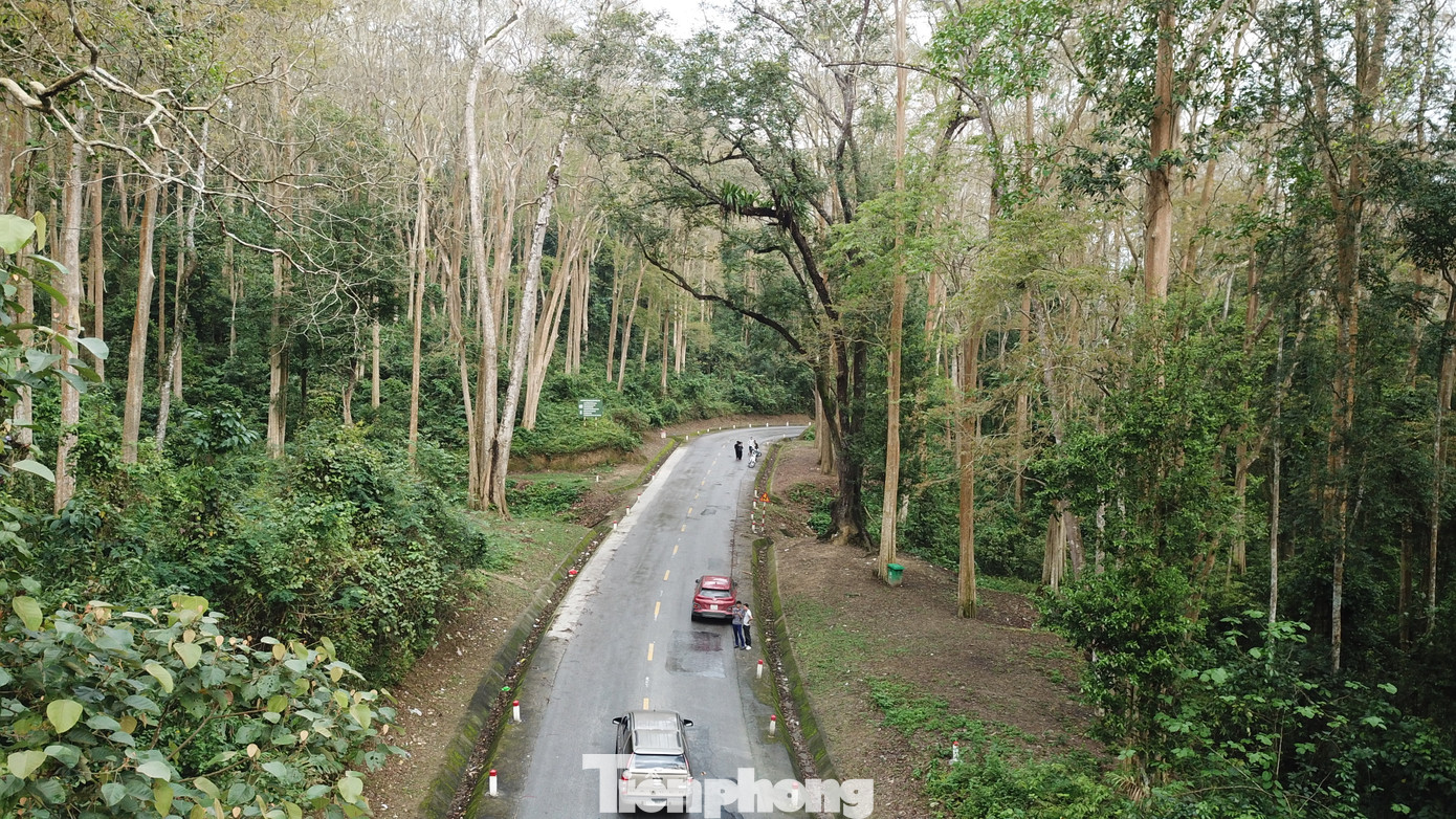 Đẹp 'hút hồn' rừng Săng lẻ nguyên sinh mùa đổ lá ảnh 8