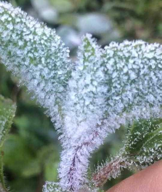 Băng giá phủ kín rừng cây bãi cỏ ở huyện biên giới Nghệ An ảnh 10