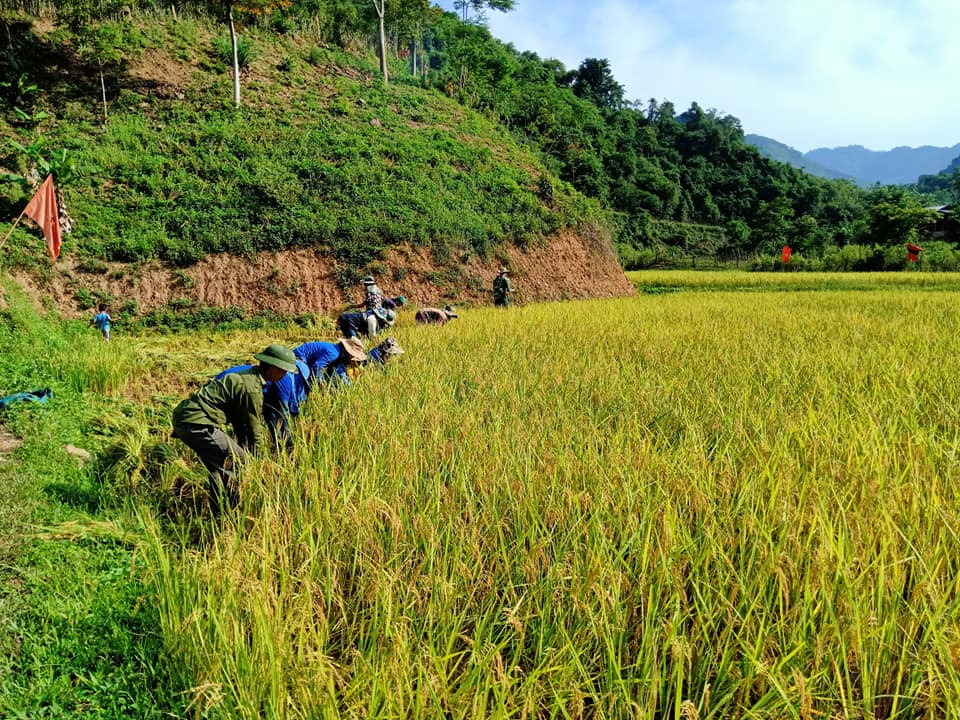 Áo xanh tình nguyện vùng biên giới gặt lúa giúp dân giữa trời 'đổ lửa' ảnh 2