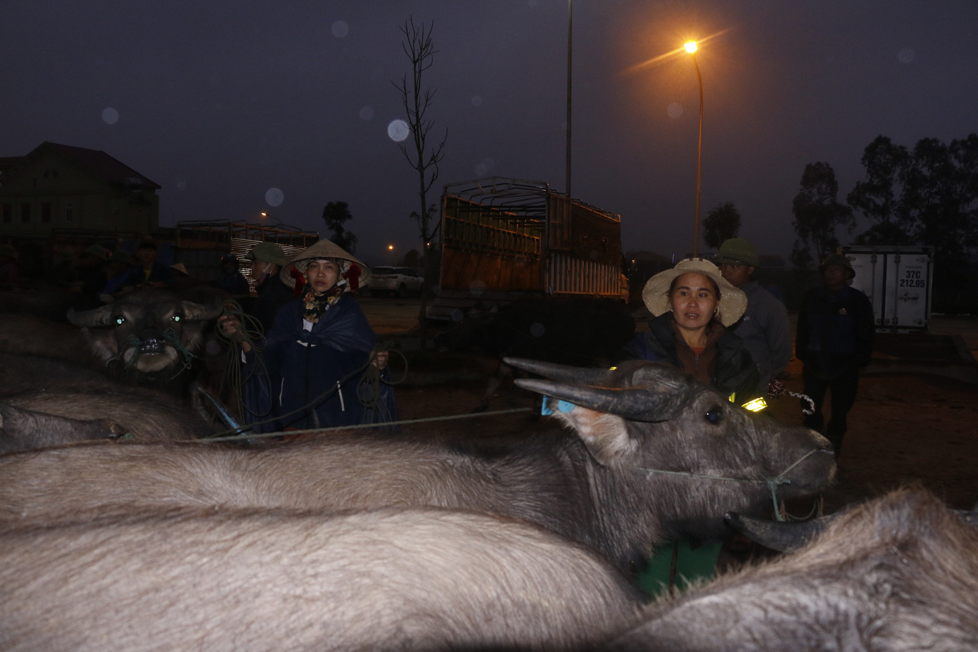 ‘Tất niên’ phiên chợ trâu bò lớn nhất Bắc Trung Bộ ảnh 1