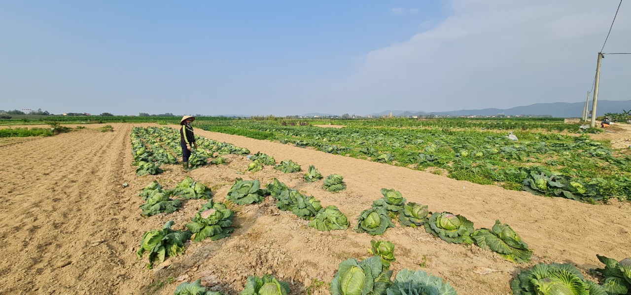Nghệ An: Rau ế ẩm, nông dân mang về... cho bò ăn ảnh 2