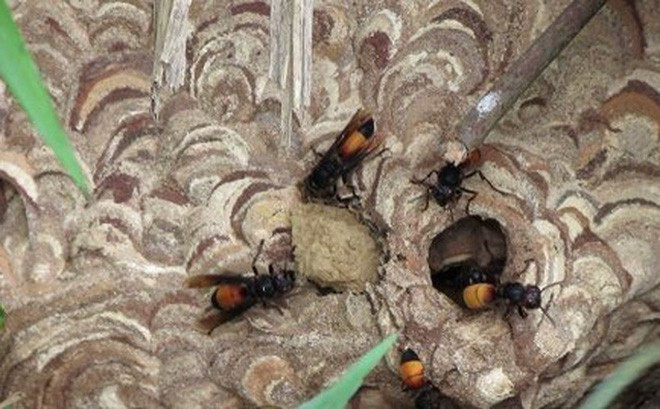 Nam thanh niên bị ong vò vẽ đốt tử vong ảnh 1