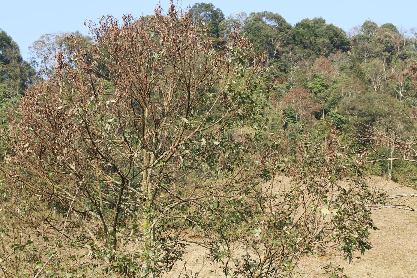 Gia súc chết, hoa màu héo úa lụi tàn sau rét đậm rét hại ở Nghệ An ảnh 8