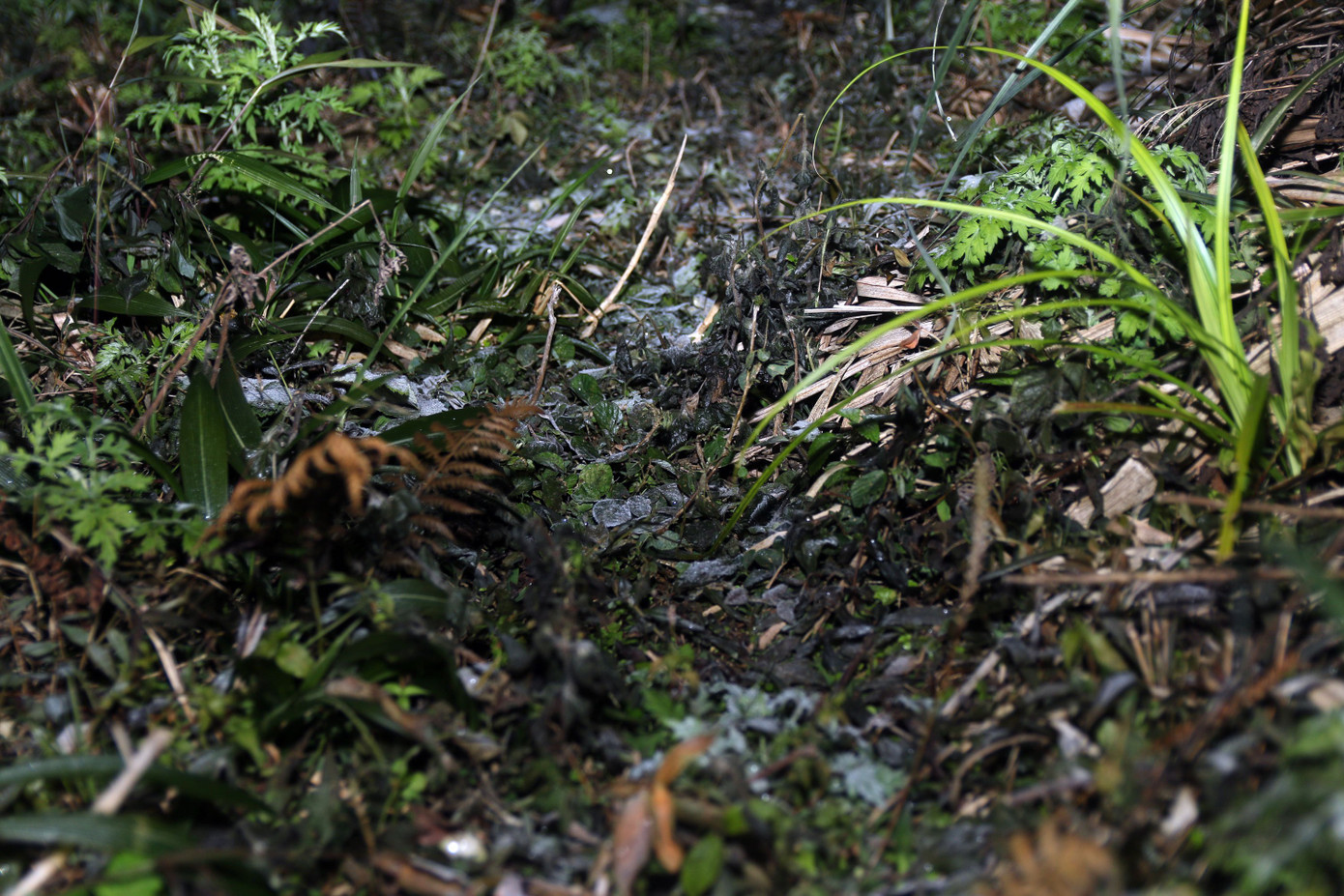 Gia súc chết, hoa màu héo úa lụi tàn sau rét đậm rét hại ở Nghệ An ảnh 3