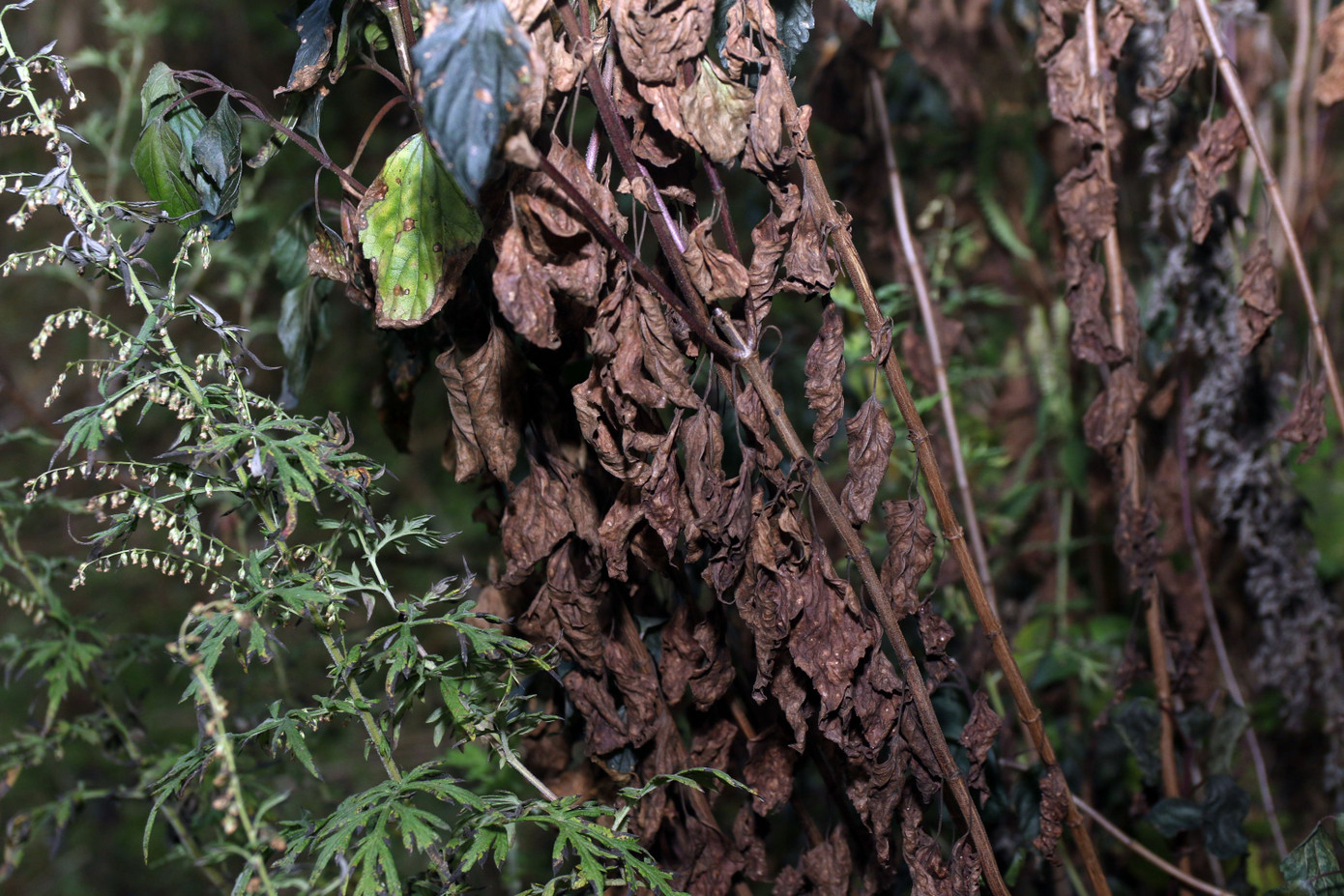 Gia súc chết, hoa màu héo úa lụi tàn sau rét đậm rét hại ở Nghệ An ảnh 9