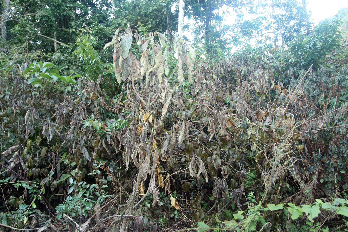 Gia súc chết, hoa màu héo úa lụi tàn sau rét đậm rét hại ở Nghệ An ảnh 2