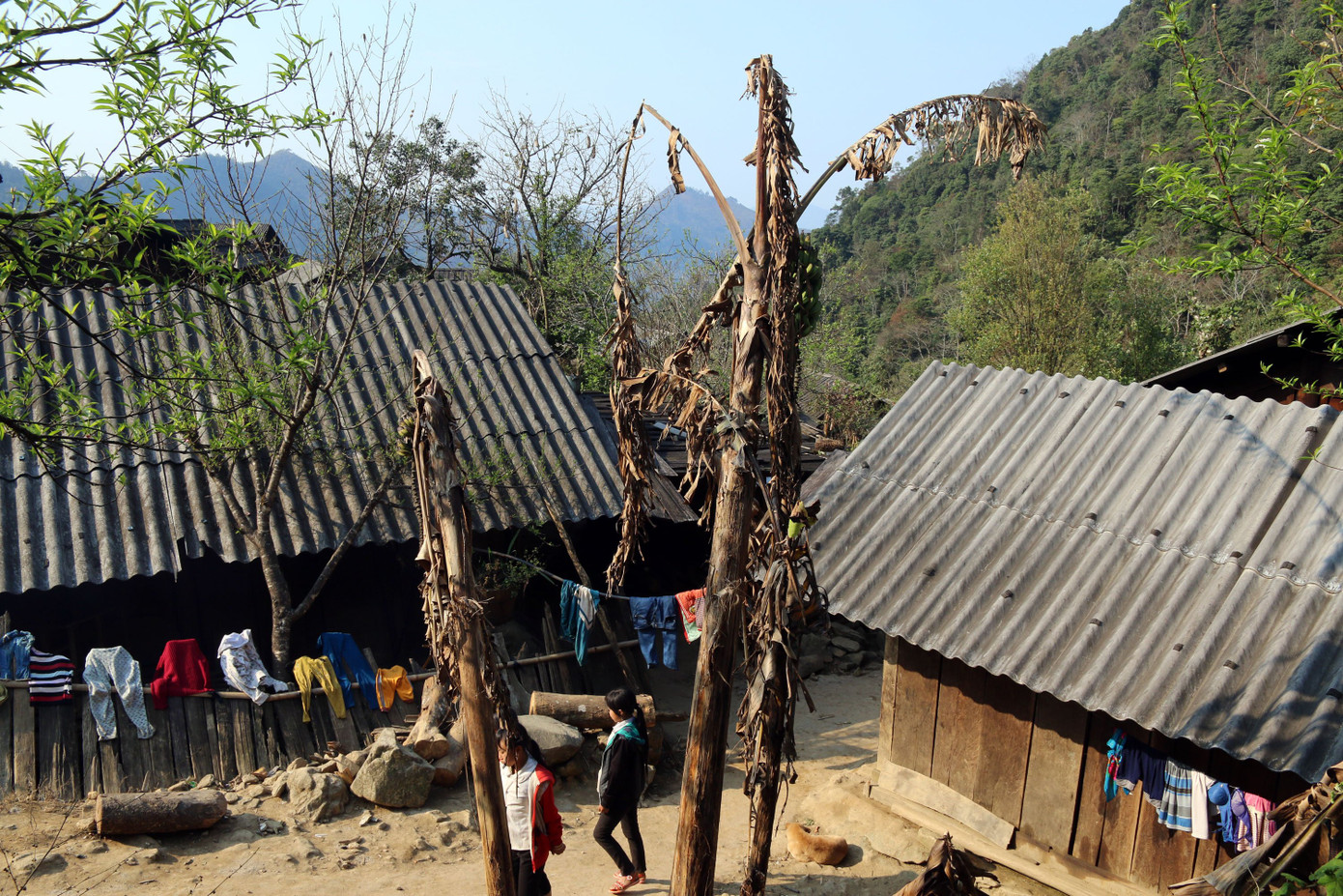 Gia súc chết, hoa màu héo úa lụi tàn sau rét đậm rét hại ở Nghệ An ảnh 7