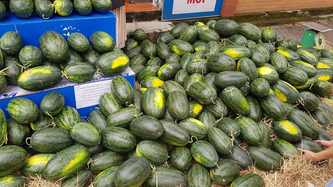 Tuổi trẻ Nghệ An chung tay 'giải cứu' hàng chục tấn dưa hấu ảnh 3