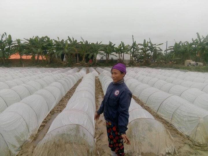 Người dân xuống ruộng làm mùa giữa trời rét 'cắt da, cắt thịt' ảnh 10