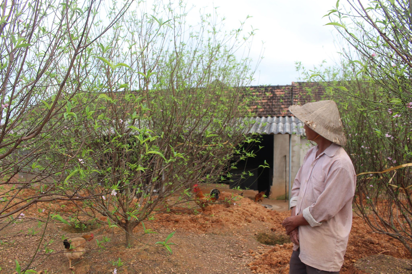 Đào nở rộ vì nắng, người trồng thấp thỏm lo 'mất Tết' ảnh 3