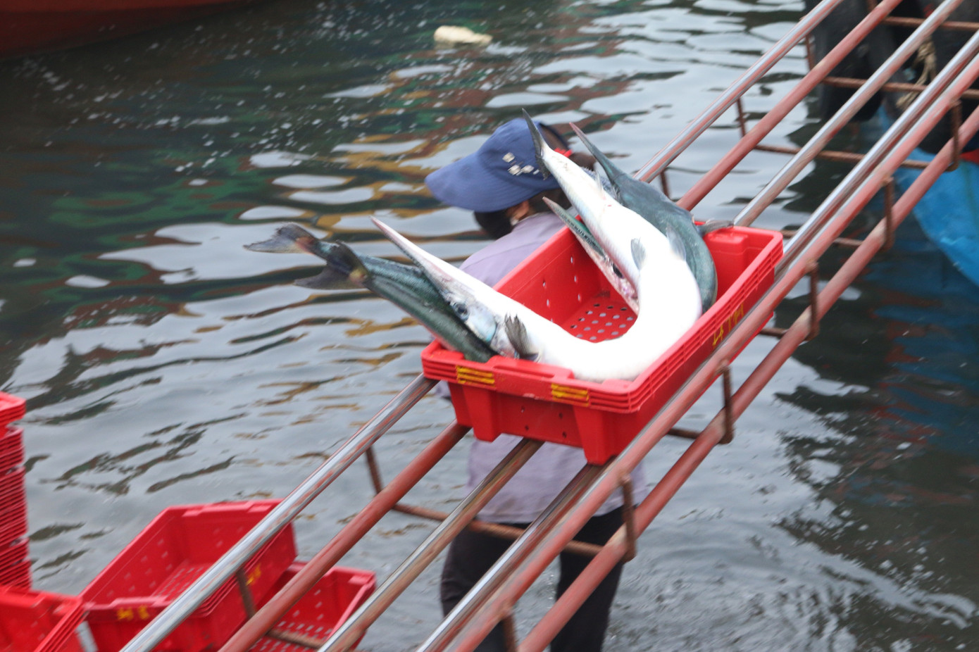 Nhịp sống nơi cảng cá bình yên mỗi chuyến thuyền về cập bến ảnh 9