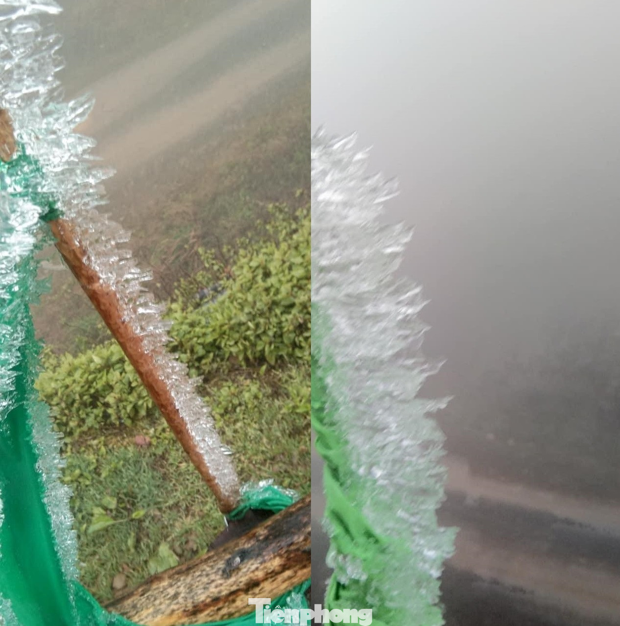 Băng giá phủ trắng xóa rừng cây ngọn cỏ ở miền núi Nghệ An ảnh 5