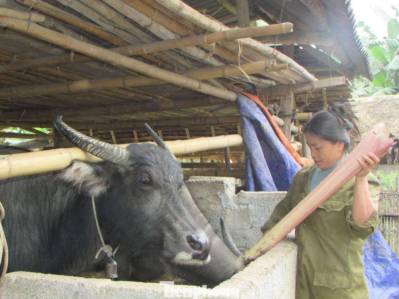 Người dân miền núi đốt lửa sưởi ấm cho trâu, bò những ngày rét đậm ảnh 6