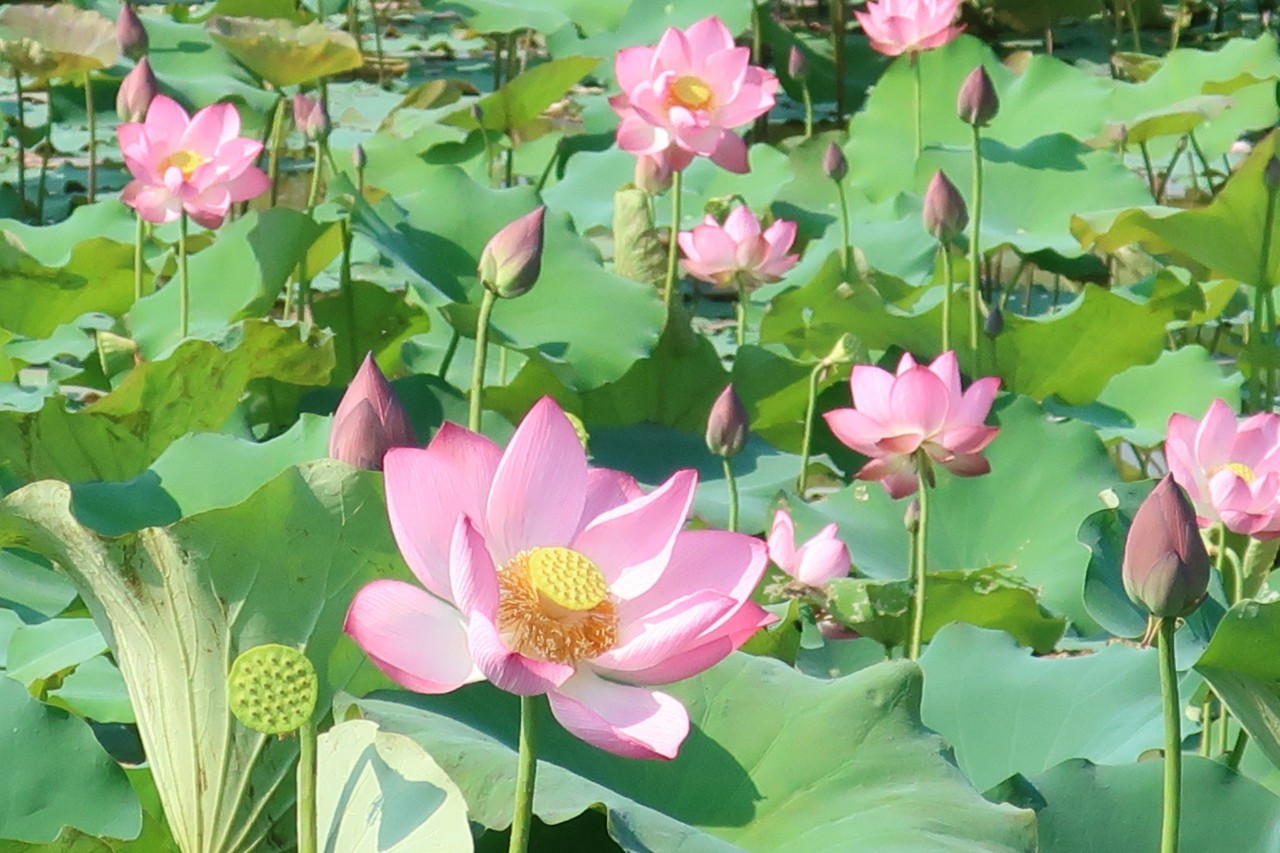 Bình dị kỷ vật trong ngôi nhà tranh thuở ấu thơ của Bác ảnh 15