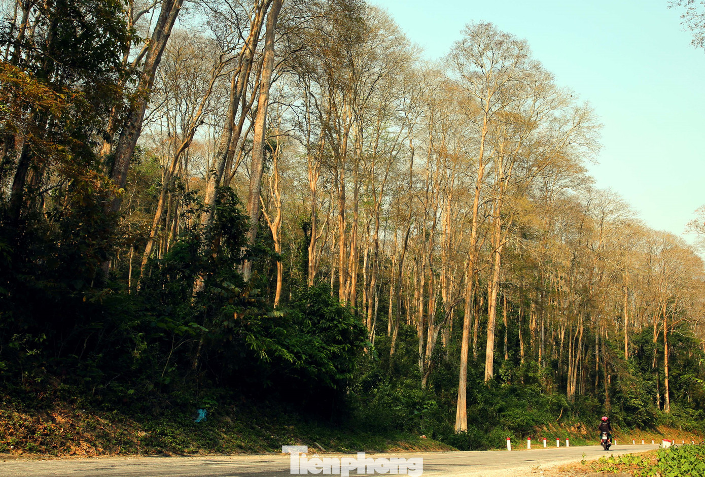 Đẹp 'hút hồn' rừng Săng lẻ nguyên sinh mùa đổ lá ảnh 10