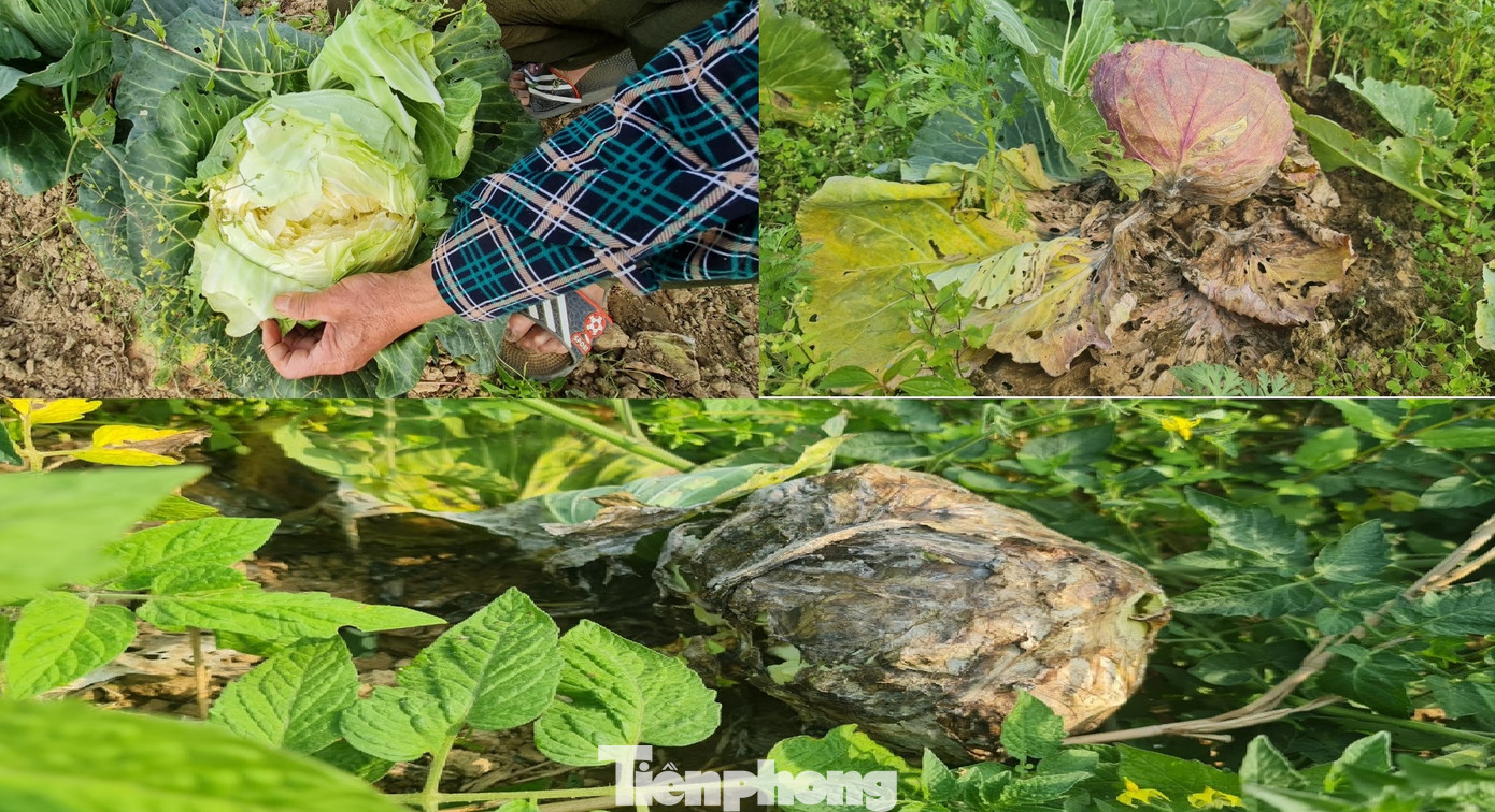 Rau ế ẩm, nông dân ngấn lệ đào bỏ làm thức ăn cho gia súc ảnh 6