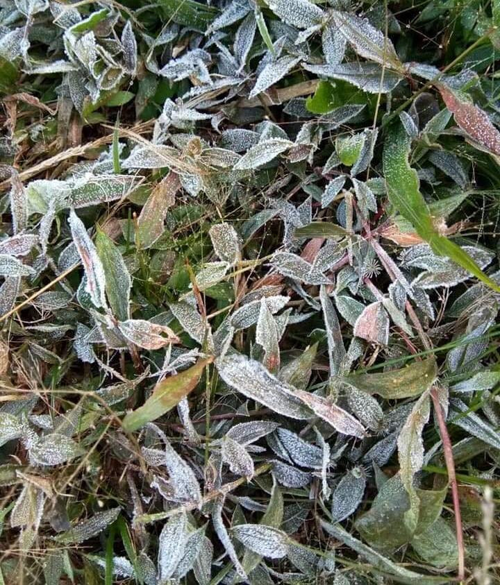 Băng giá phủ kín rừng cây bãi cỏ ở huyện biên giới Nghệ An ảnh 5