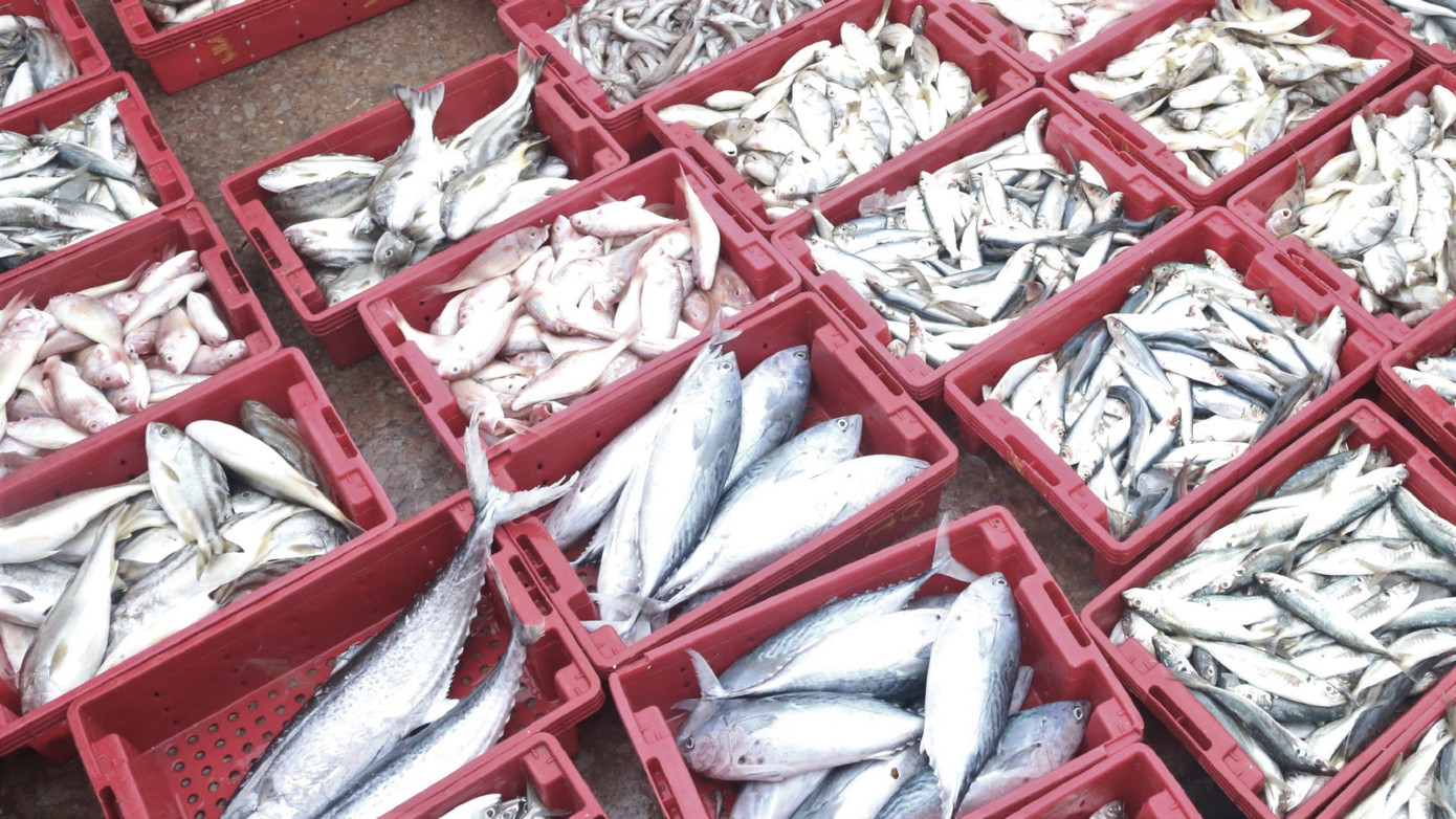 Nhịp sống nơi cảng cá bình yên mỗi chuyến thuyền về cập bến ảnh 6