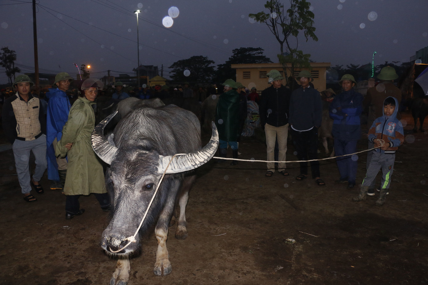 ‘Tất niên’ phiên chợ trâu bò lớn nhất Bắc Trung Bộ ảnh 3