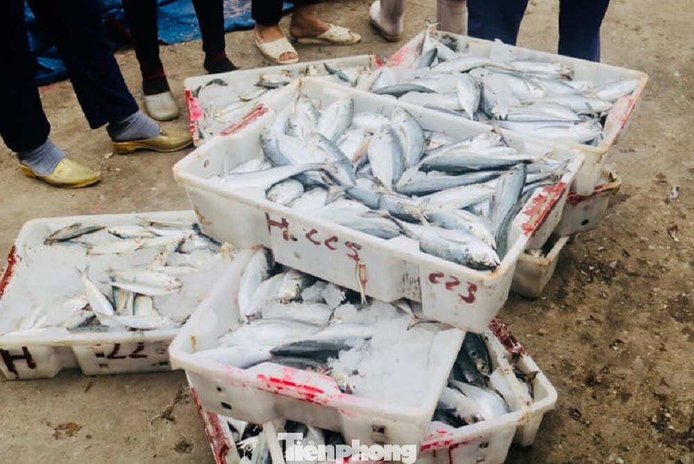 Ngư dân Nghệ An mang hàng tạ cá biển tươi đến ủng hộ khu cách ly tập trung ảnh 3