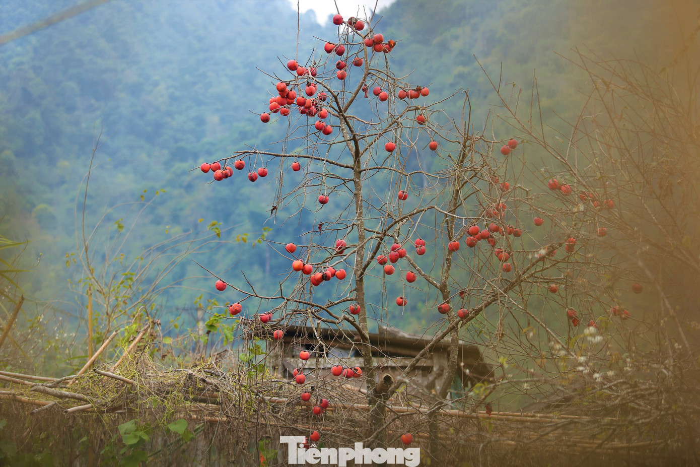 Ngắm hoa đào khoe sắc trên 'cổng trời' mù sương ảnh 14