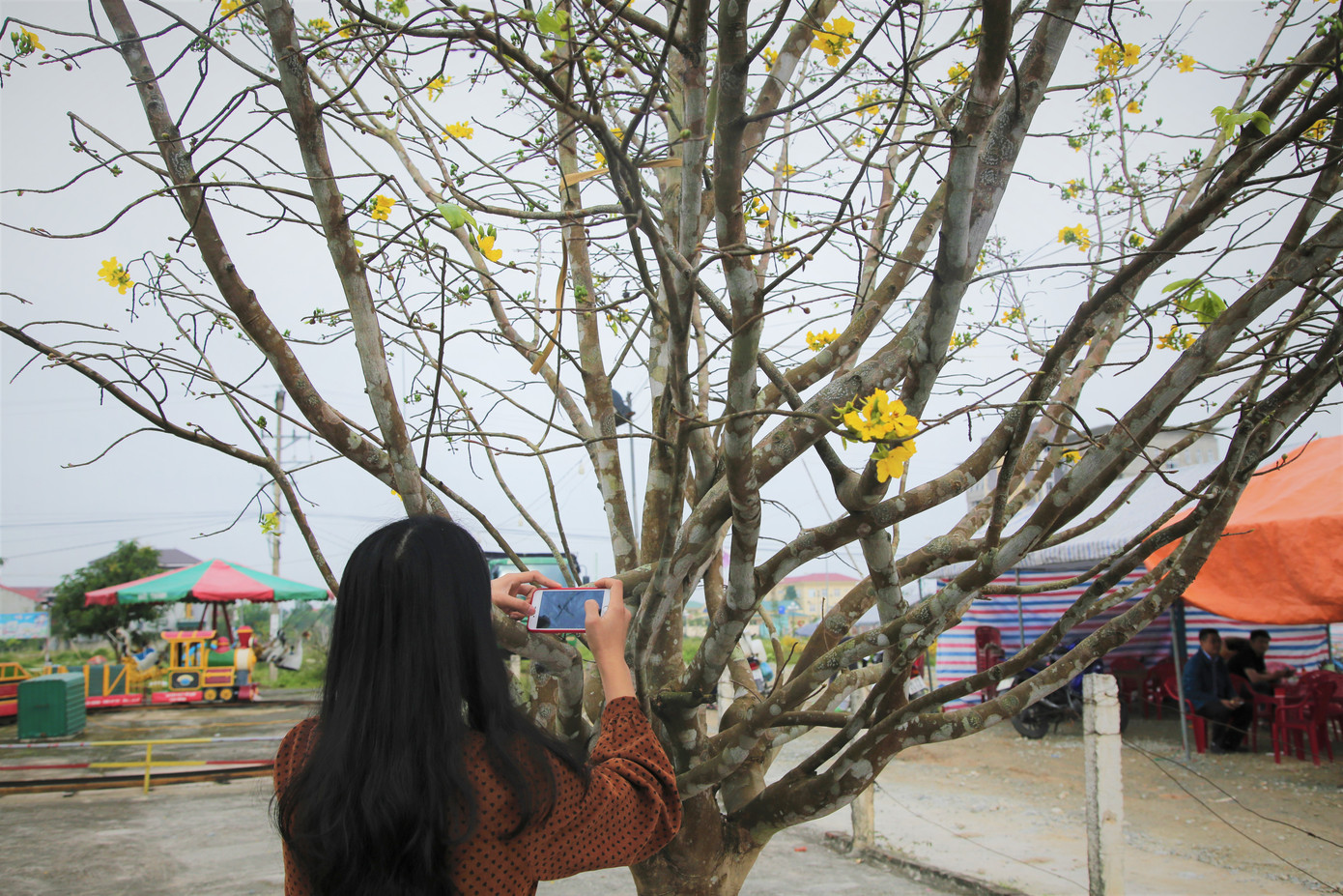 'Cụ mai 'xuống phố được trả giá trăm triệu đồng ở Hà Tĩnh ảnh 14