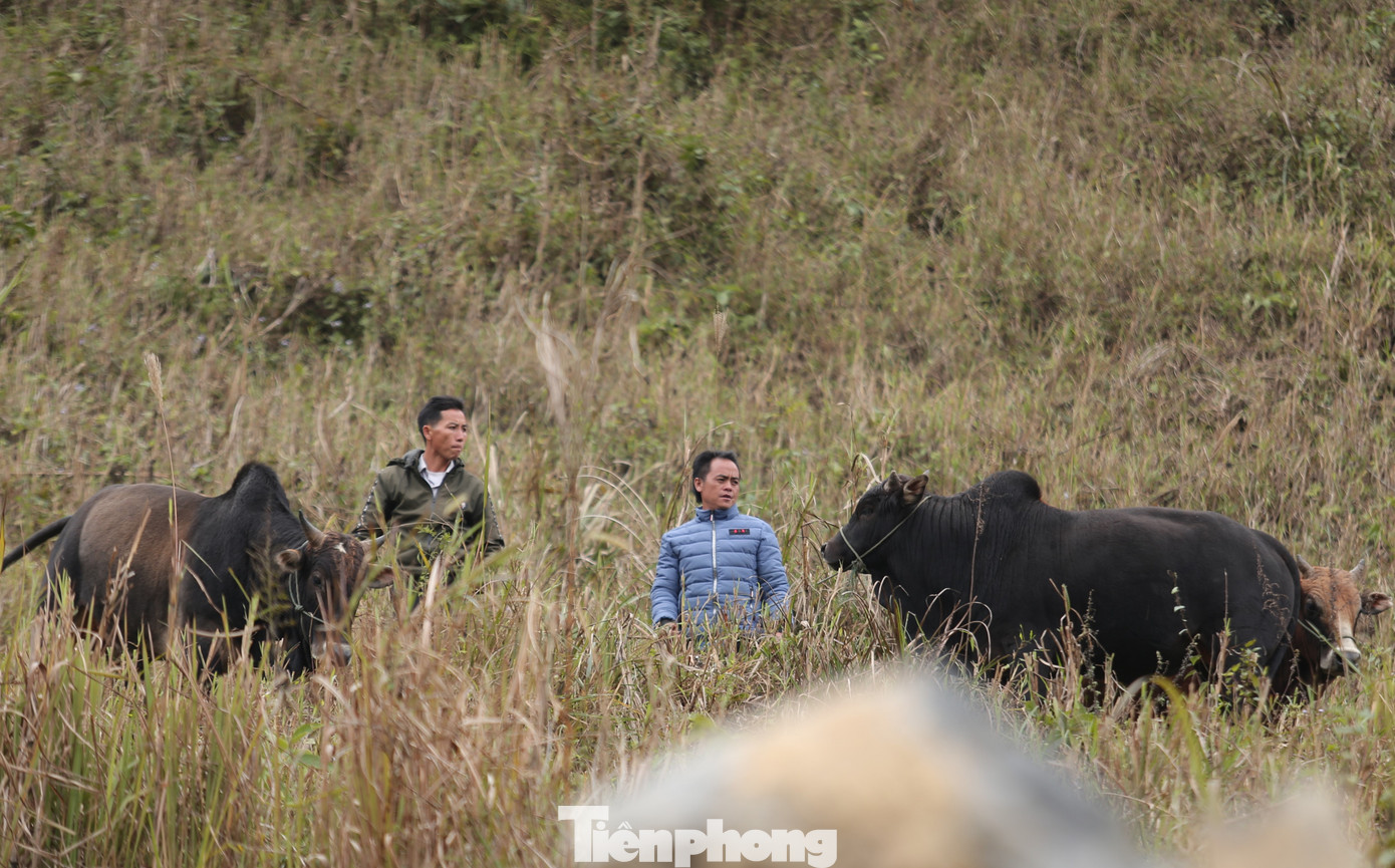 Rét run cầm cập, người dân vùng cao đắp chăn sưởi ấm cho gia súc ảnh 8