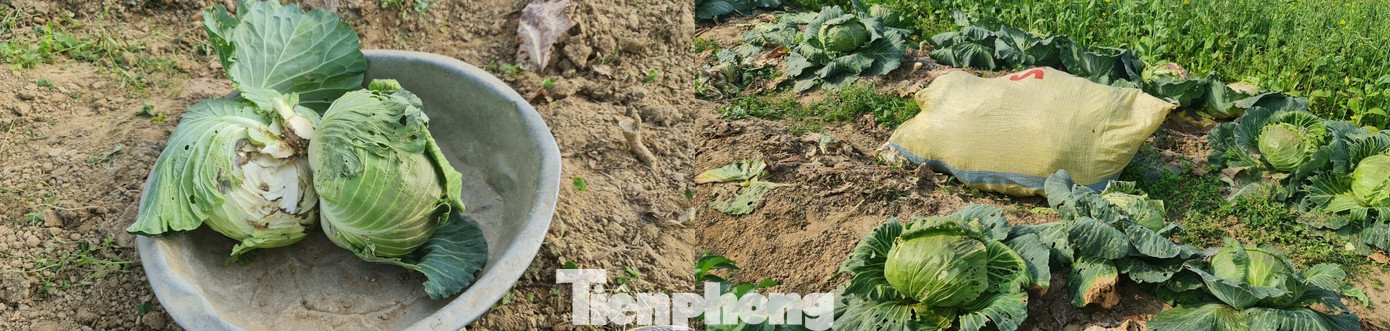 Rau ế ẩm, nông dân ngấn lệ đào bỏ làm thức ăn cho gia súc ảnh 11