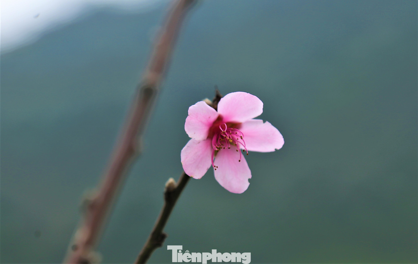 Ngắm hoa đào khoe sắc trên 'cổng trời' mù sương ảnh 3