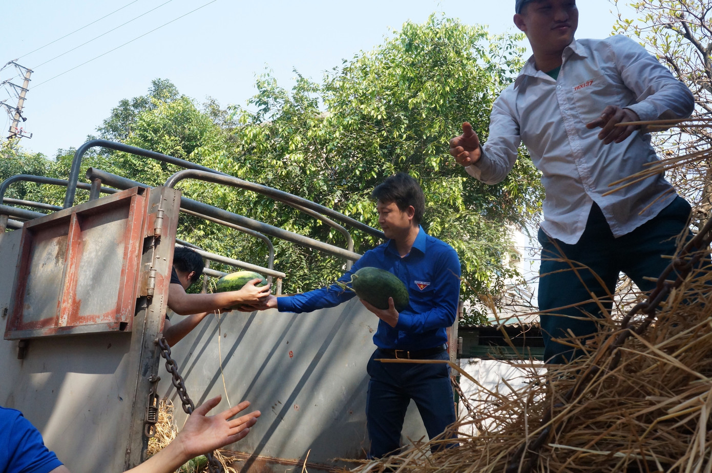 Tuổi trẻ Nghệ An chung tay 'giải cứu' hàng chục tấn dưa hấu ảnh 2