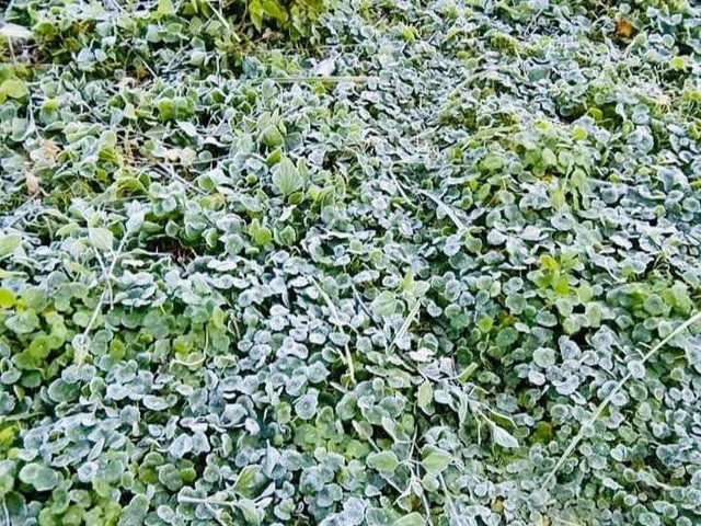 Nhiệt độ xuống thấp, băng giá phủ trắng vùng núi Nghệ An ảnh 3