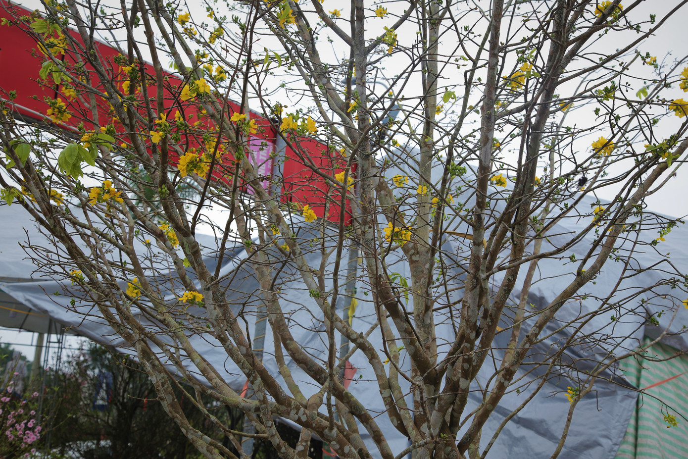 'Cụ mai 'xuống phố được trả giá trăm triệu đồng ở Hà Tĩnh ảnh 6