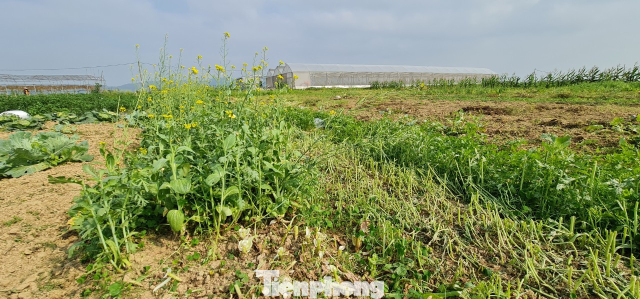 Rau ế ẩm, nông dân ngấn lệ đào bỏ làm thức ăn cho gia súc ảnh 12