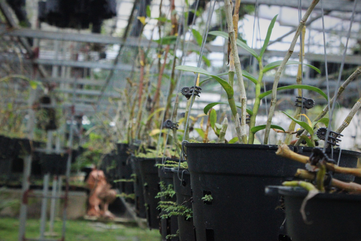 Đã mắt ngắm vườn lan bạc tỷ của chàng cử nhân công nghệ thông tin ảnh 9