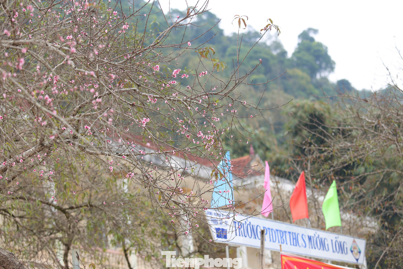 Ngắm hoa đào khoe sắc trên 'cổng trời' mù sương ảnh 6