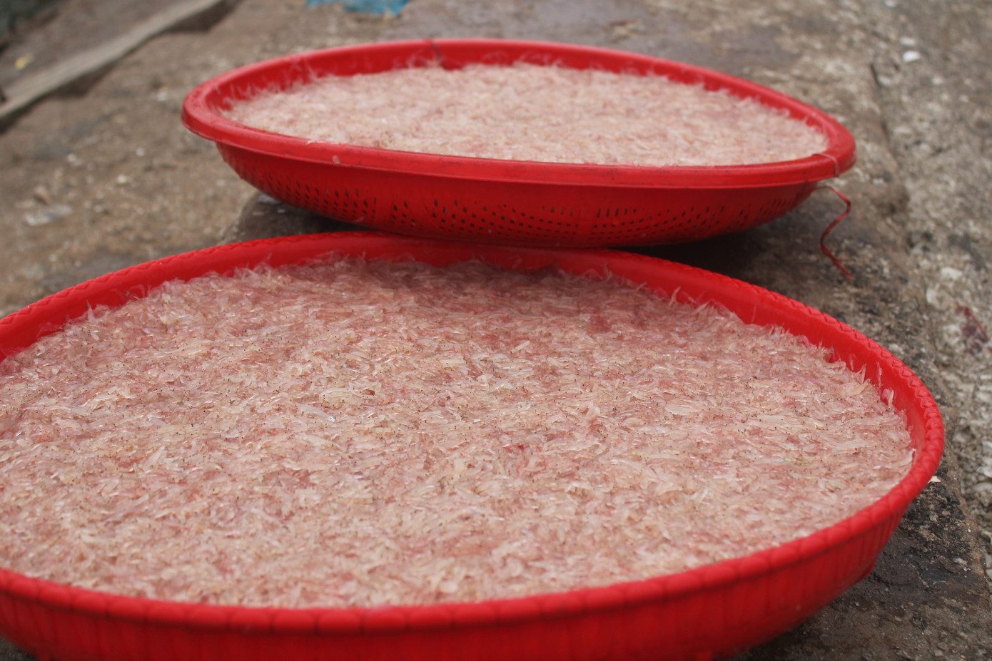 Ngư dân Hà Tĩnh hốt 'lộc trời' đầu năm, kiếm tiền triệu sau vài giờ ra khơi ảnh 11