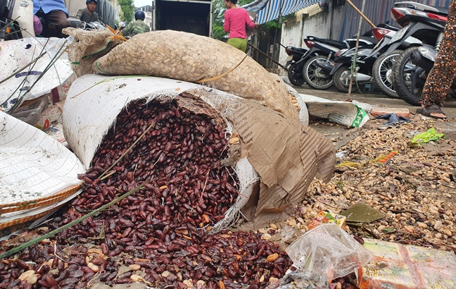 Tiểu thương chợ Vinh ngấn lệ nhìn hàng hóa bị lũ nhấn chìm ảnh 2