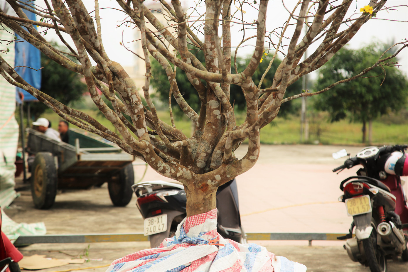 'Cụ mai 'xuống phố được trả giá trăm triệu đồng ở Hà Tĩnh ảnh 11