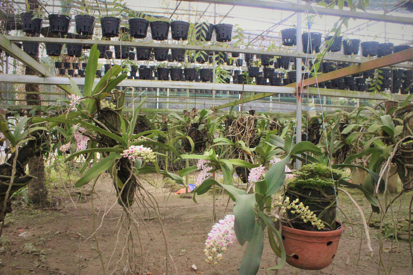 Đã mắt ngắm vườn lan bạc tỷ của chàng cử nhân công nghệ thông tin ảnh 3