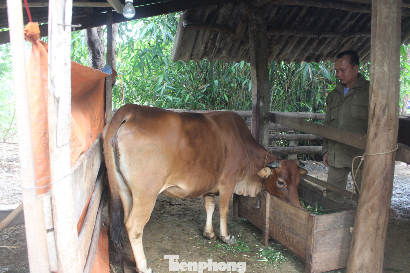 Người dân miền núi đốt lửa sưởi ấm cho trâu, bò những ngày rét đậm ảnh 4