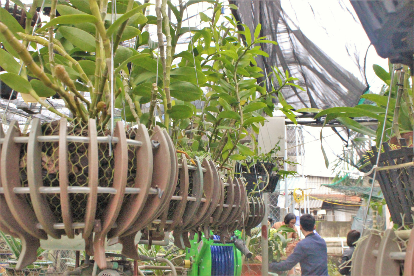 Đã mắt ngắm vườn lan bạc tỷ của chàng cử nhân công nghệ thông tin ảnh 7