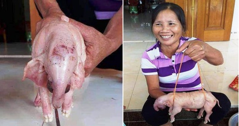 Dân hiếu kỳ đổ xô xem 3 lợn con có mõm dài như vòi voi ảnh 1