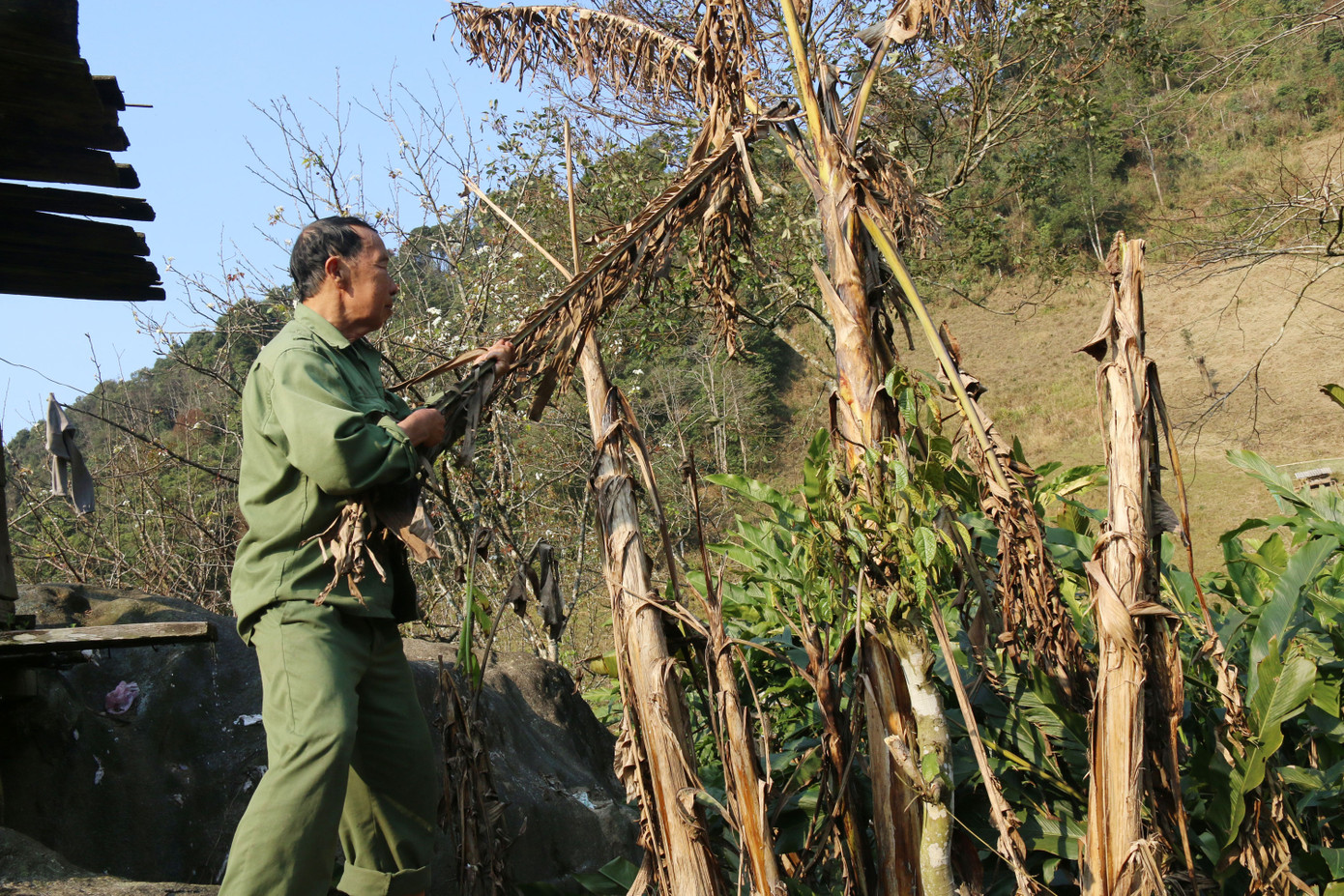 Gia súc chết, hoa màu héo úa lụi tàn sau rét đậm rét hại ở Nghệ An ảnh 6